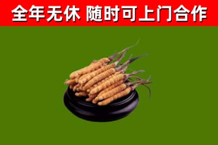 邵武烟酒回收冬虫夏草.jpg